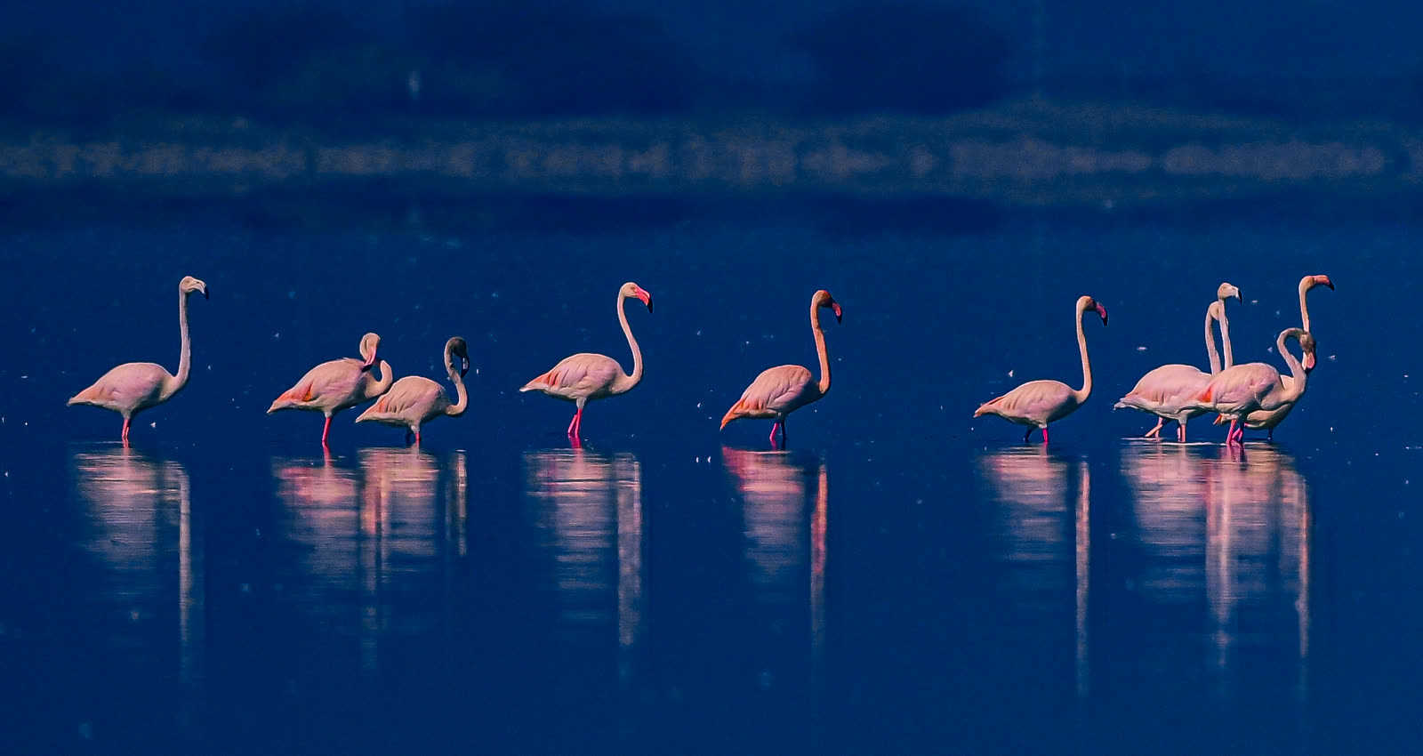Flamingos reflected in blue water