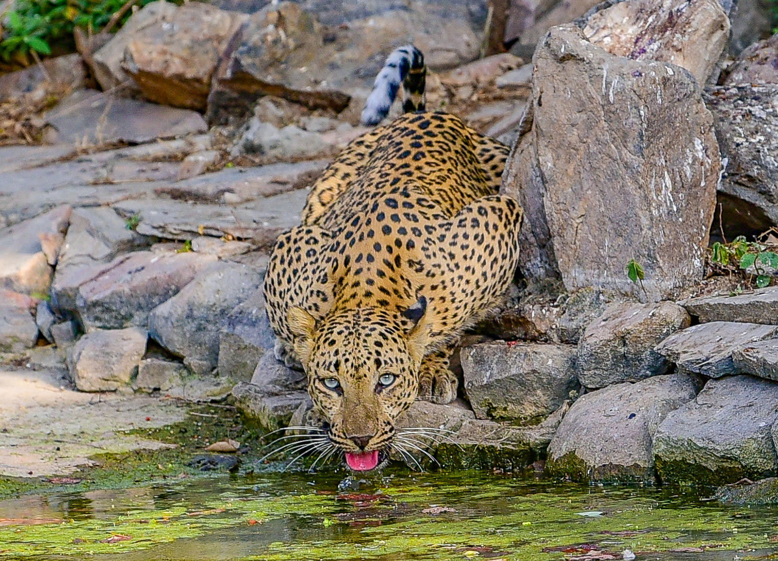 A leopard drinking from a rock pool