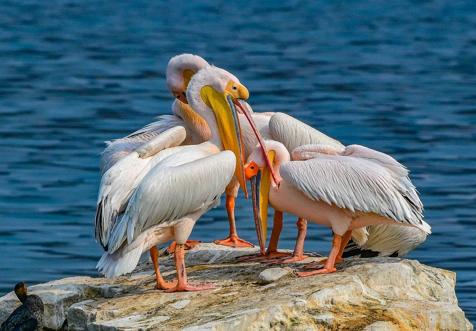Pelicans gathered on a rock in blue water